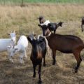 Un élevage caprin peut réunir plusieurs races de chèvre, selon ce que l’éleveur souhaite privilégier sur son exploitation.