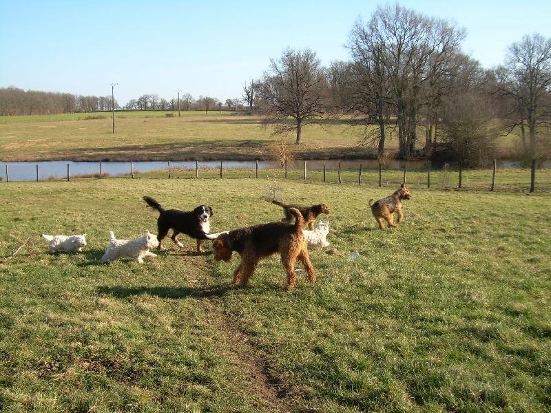 Du Domaine de Souvigny est un élevage professionnel de chiens de race Airedale Terrier et Welsh Terrier, situé à Prissac, dans l’Indre.