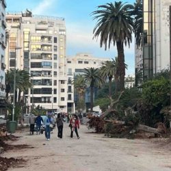 Abattage des jacarandas sur le boulevard d’Anfa à Casablanca
