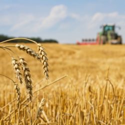 Le Maroc importe du blé Ukrainien