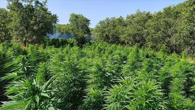 Le cannabis est une plante aux usages divers, dont certaines variétés ont des effets neuropharmacologiques