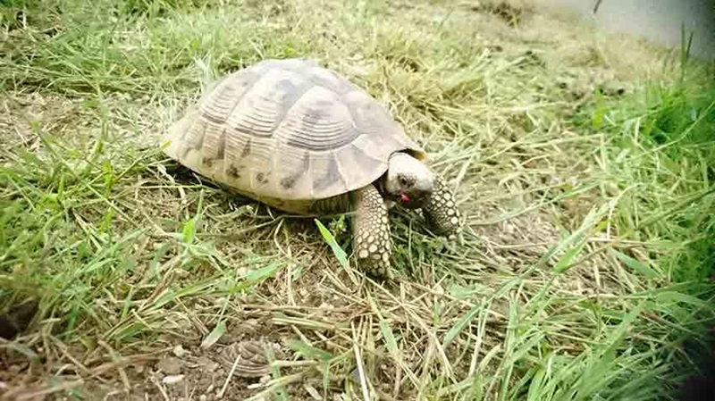 Carapacitaire 85 est orienté principalement dans l'élevage de tortue d'Hermann