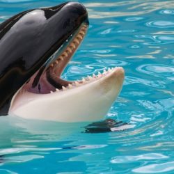 La mort de Moana, une orque de 12 ans née en captivité à Marineland, a suscité l’émotion et l’indignation des associations de défense des animaux, qui dénoncent les conditions de vie des cétacés dans le parc aquatique d’Antibes.