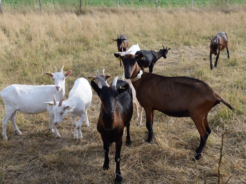 Un élevage caprin peut réunir plusieurs races de chèvre, selon ce que l’éleveur souhaite privilégier sur son exploitation.