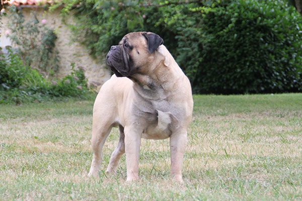 L’élevage MASTIFFS ET BULLMASTIFFS DE MOLOSSIE est un élevage familial de chiens de grande taille, situé à Saint-Antoine-de-Breuilh, en Dordogne, en France.